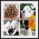 World hot selling organic dry dog food